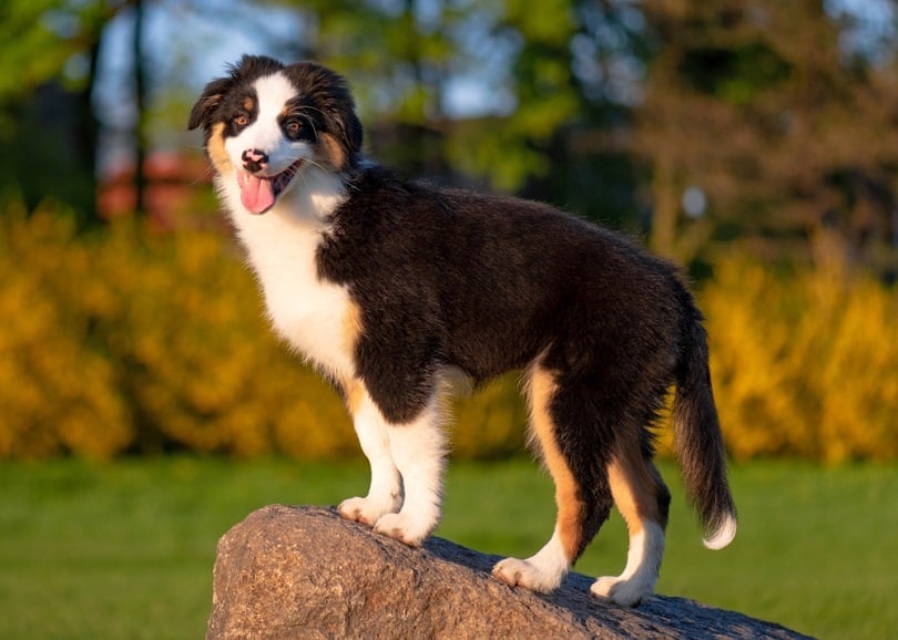 Aussie dog at meadow_DenisNata_shutterstock