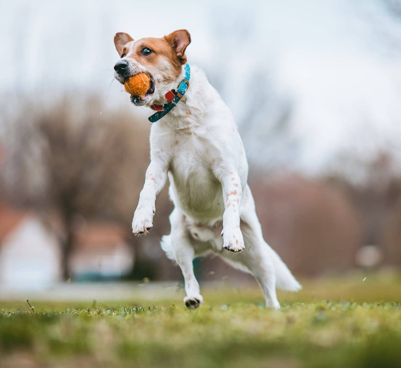 Australian Kelpie jumps to fetch the ball