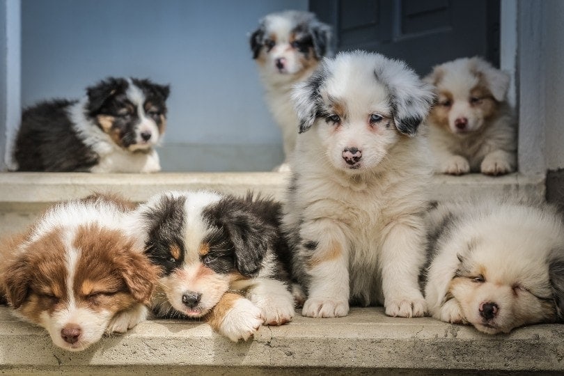 Australian Shepherd