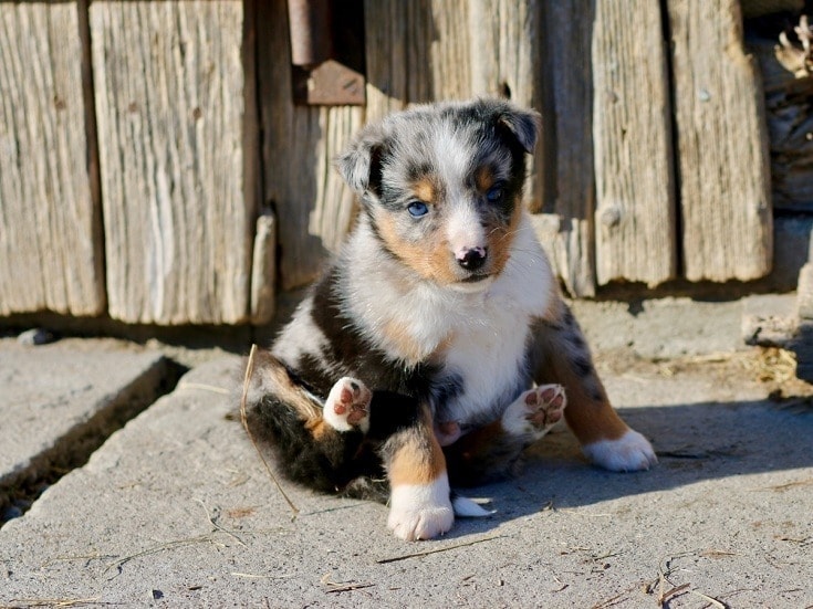 australian shepherd puppy