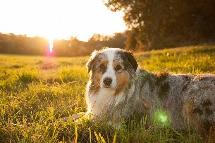 Australian Shepherd and sunset