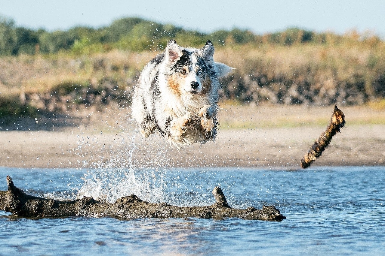 Australian Shepherd jumps in the water