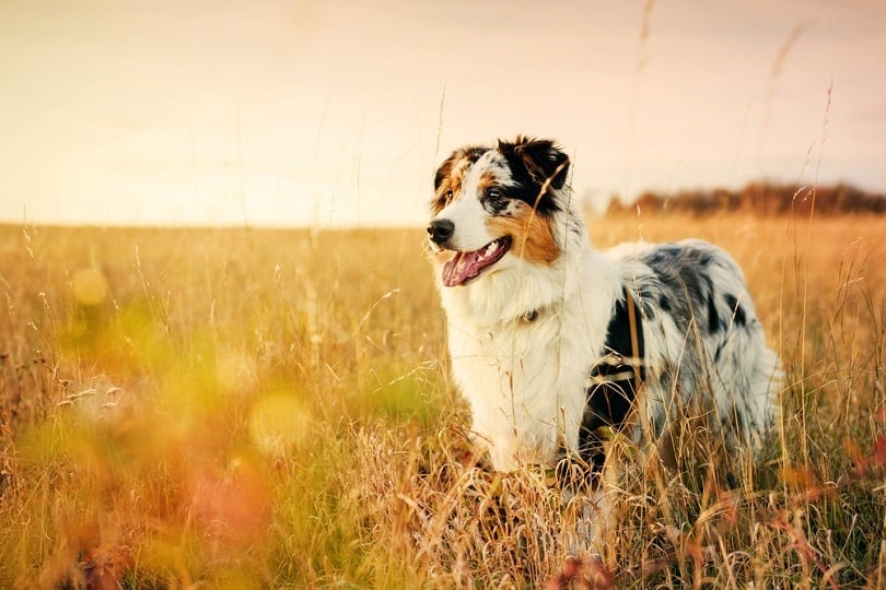 Australian Shepherd puppy 6 months_Jan Havlicek_shutterstock