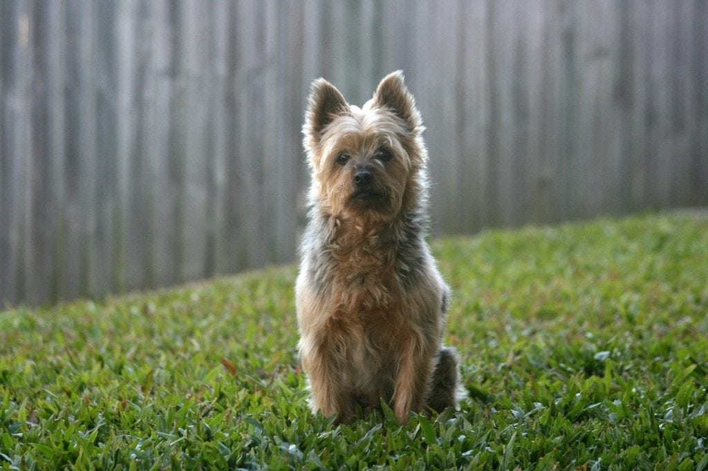Australian Silky Terrier dog