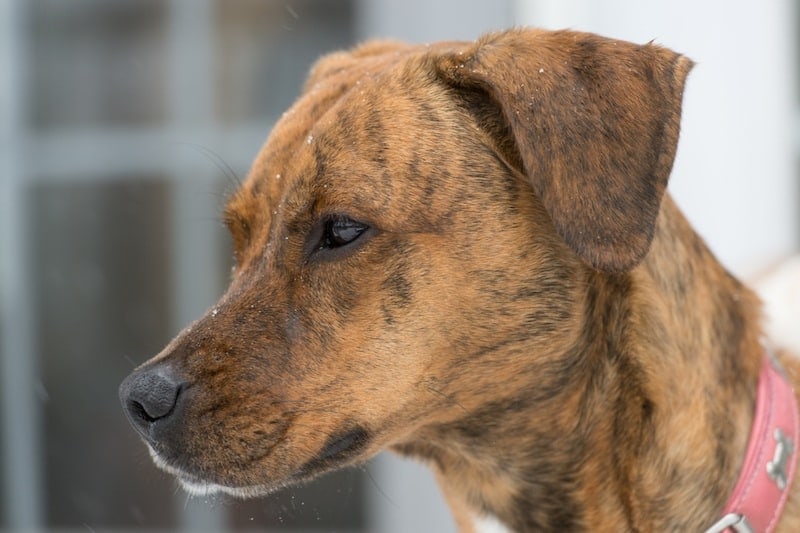 BT Walker mixed breed dog