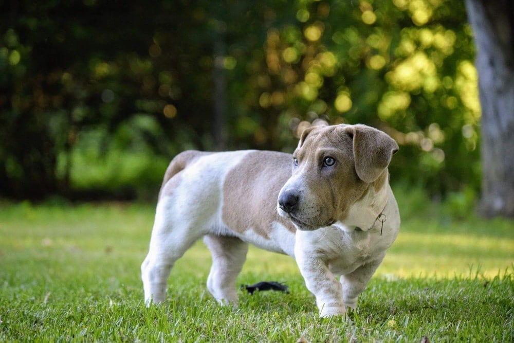 Ba-Shar dog on grass