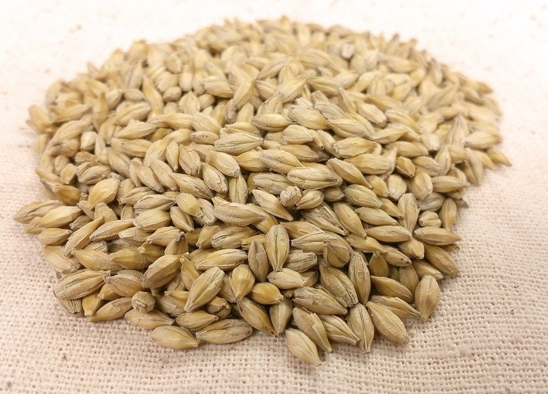 Barley Seeds