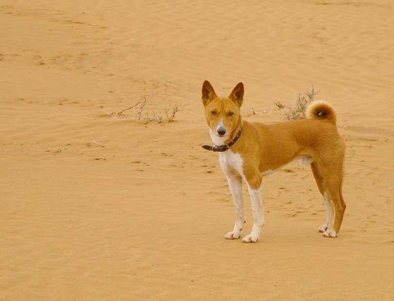 Basenji in a desert
