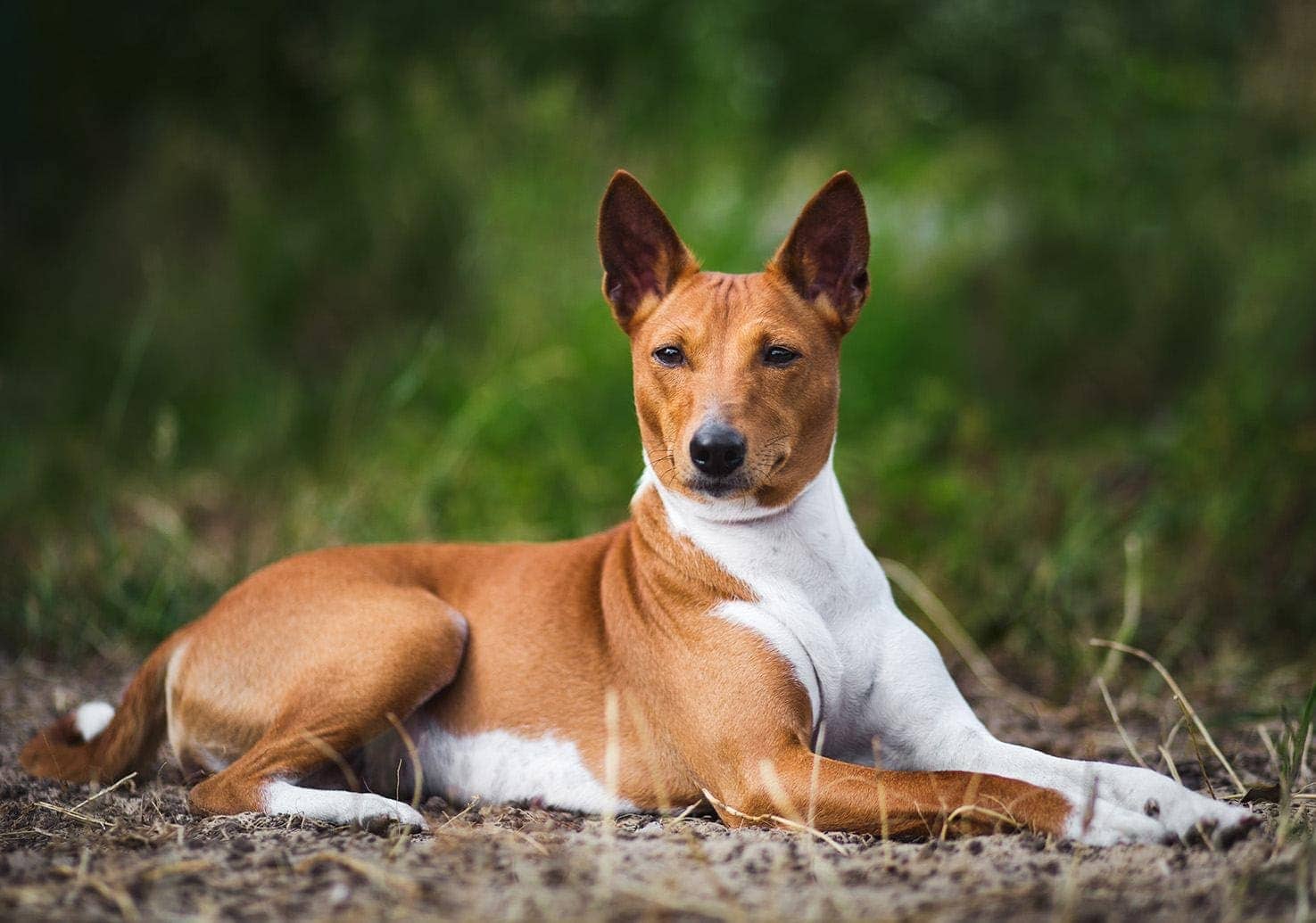 Basenji outdoor