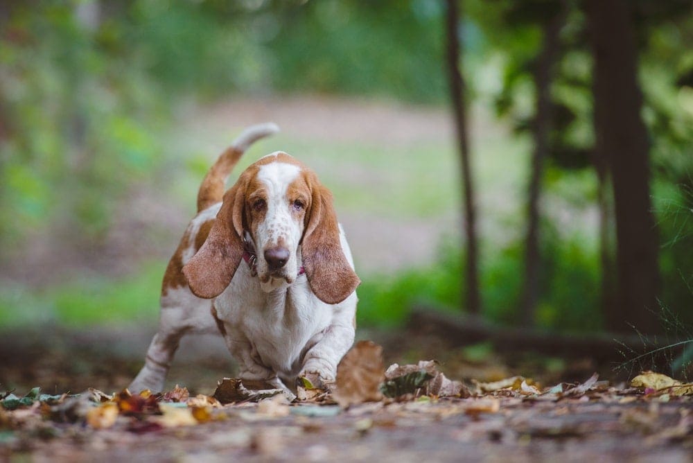 Basset hound in autumn leaves