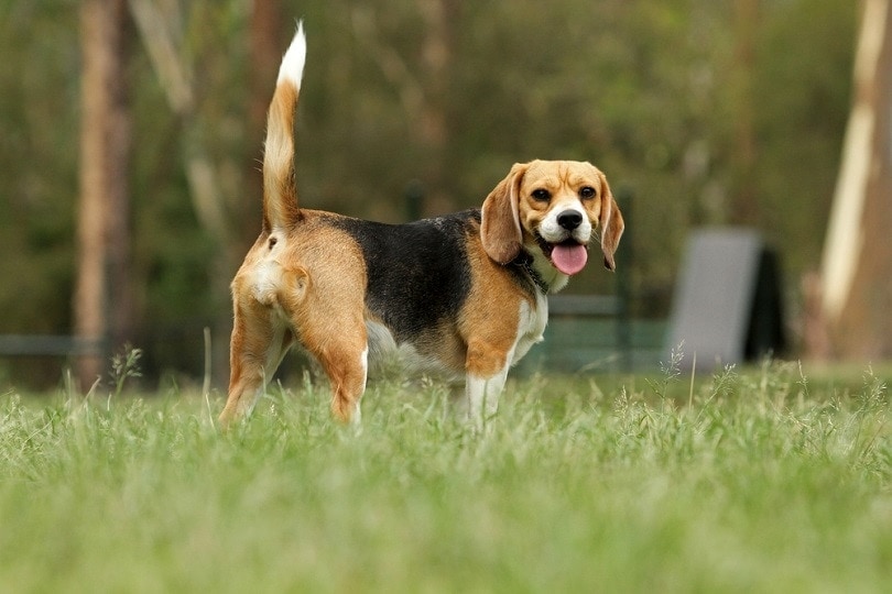 Beagle dog_Ross stevenson_shutterstock