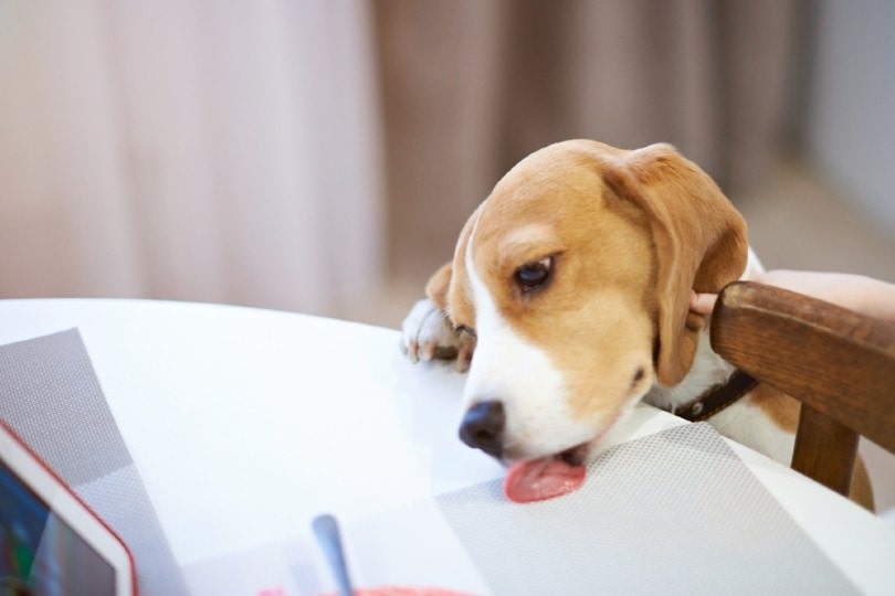 Beagle licking table