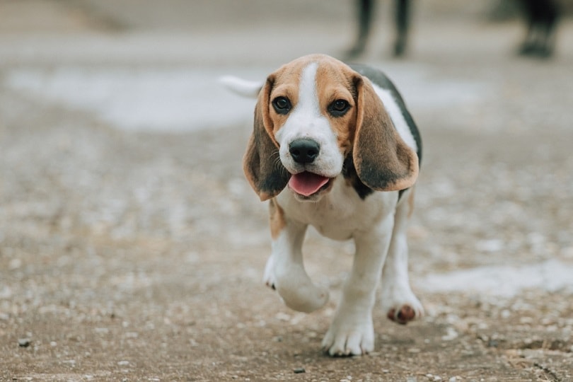 Beagle puppy, 3 months old