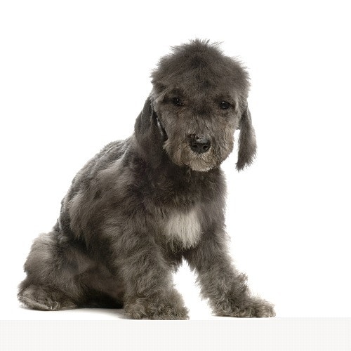 Bedlington terrier puppy