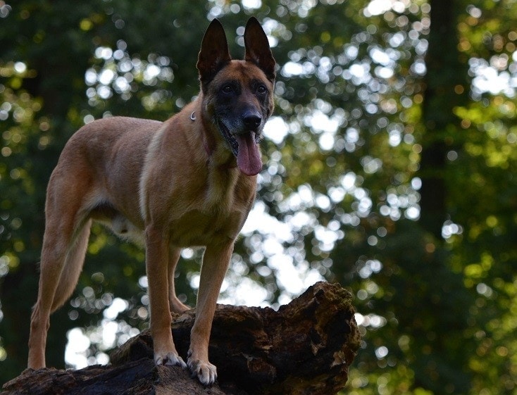 Belgian Malinois