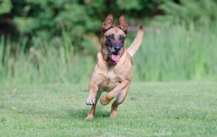 Belgian Malinois Running