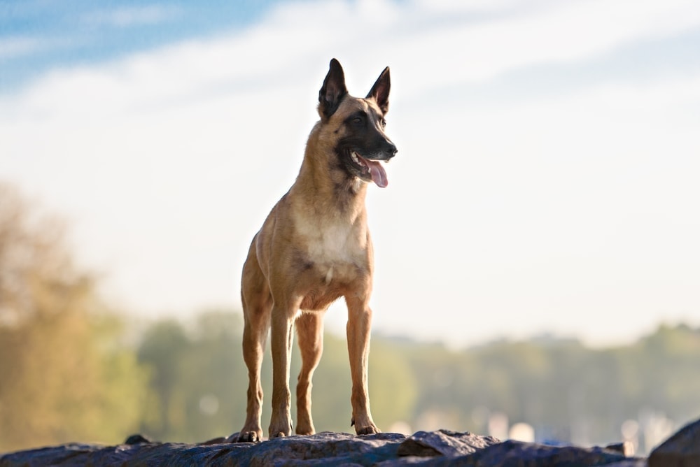 Belgian Malinois on a mountain