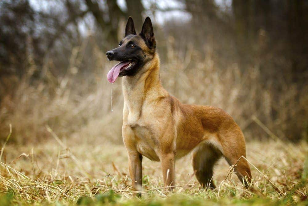 Belgian Malinois puppy