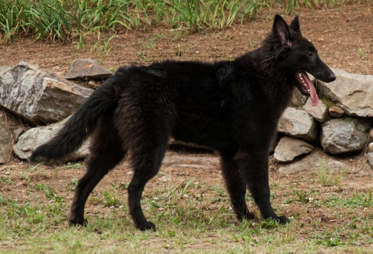 Belgian Sheepdog