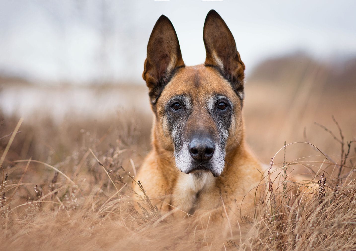 Belgian Sheepdog