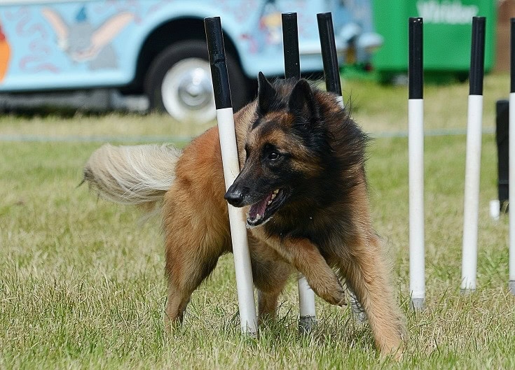 Belgian Shepherd agility training