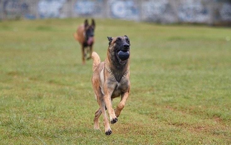 Belgian Shepherd