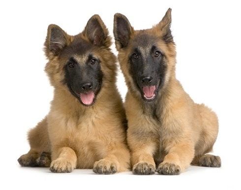 Belgian Tervuren puppy
