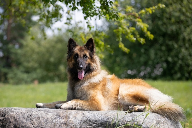Belgian Tervuren