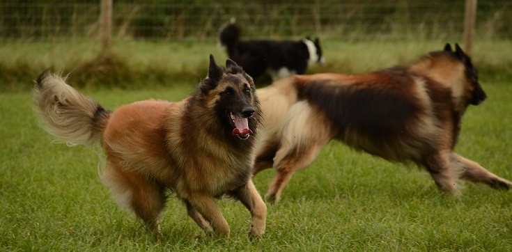 Belgian Tervurens playing