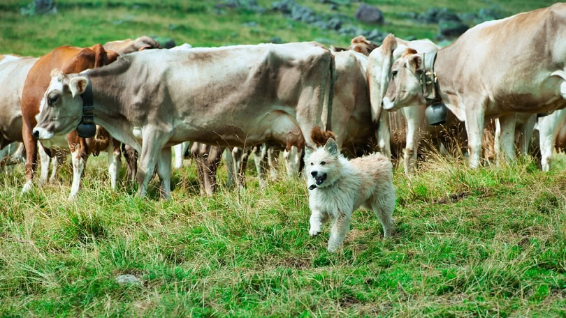 Bergamasco dog after having gathered a herd of cows