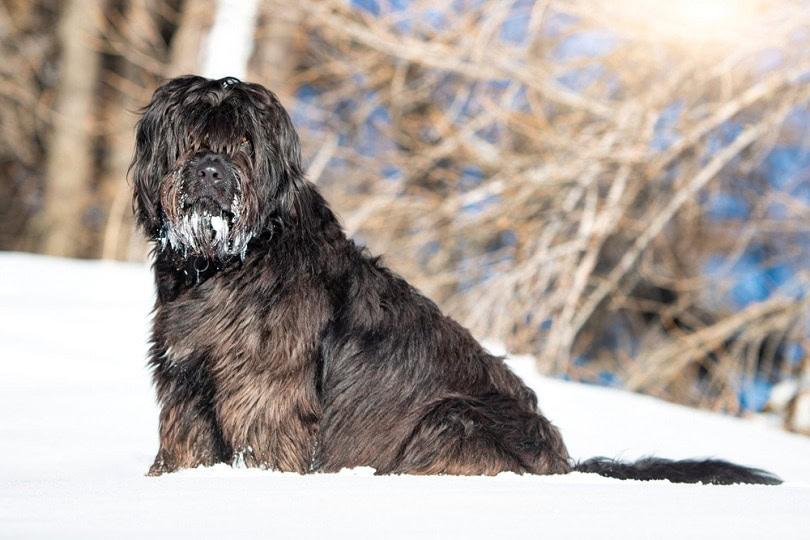Bergamasco dog in the snow