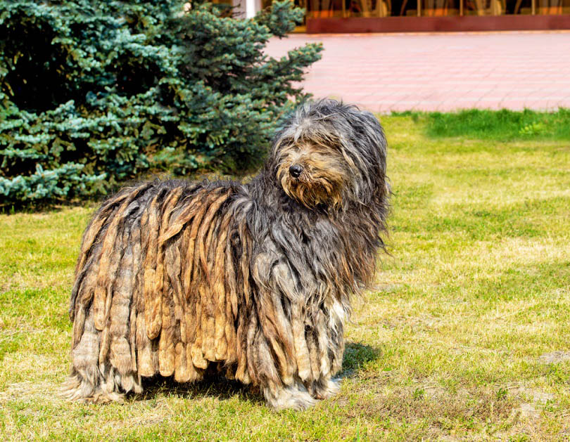 Bergamasco dog stands on the green grass