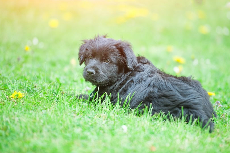 Bergamasco puppy in the meadow