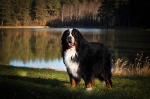 How Much Does a Bernese Mountain Dog Cost? 2026 Price Guide Hepper
