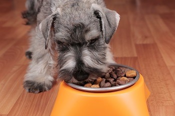 Best American Dog Food
