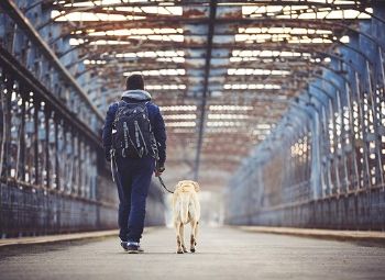 Best Dog Leash Training