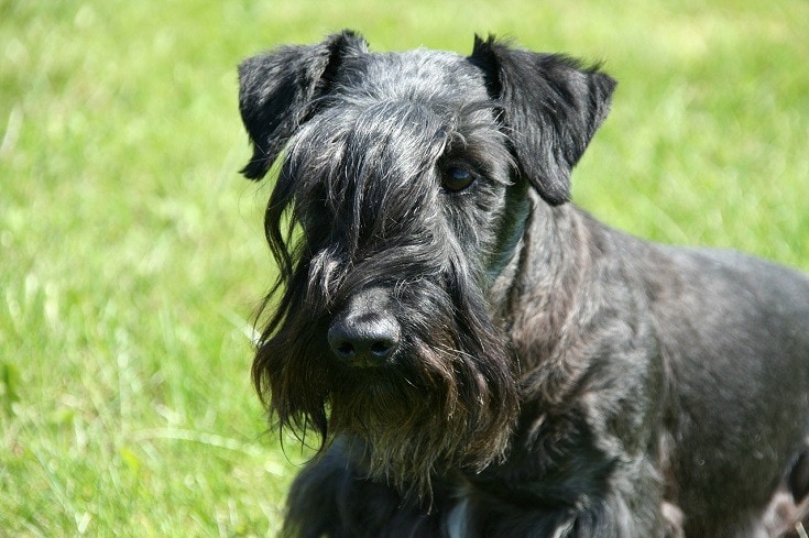 Black Cesky Terrier
