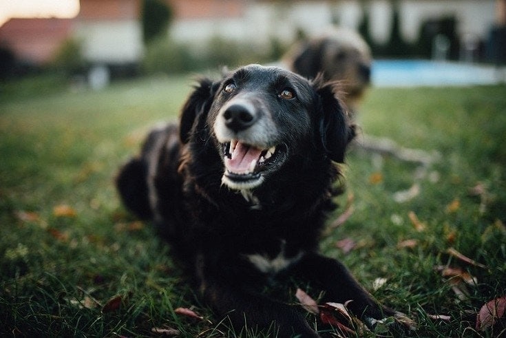 Black Dog Relaxing