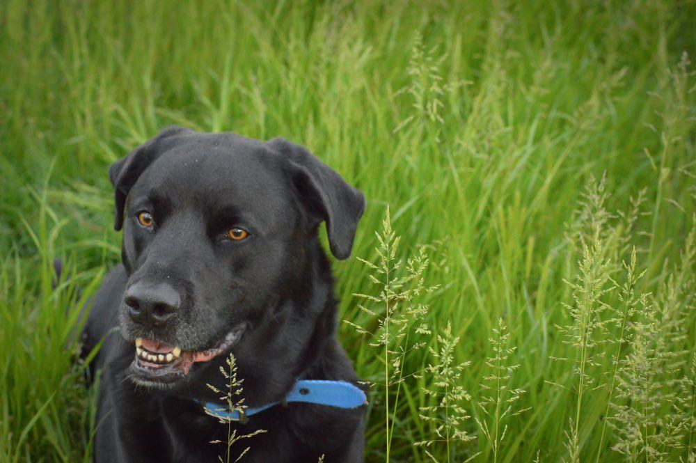 Black Labrabull in grass