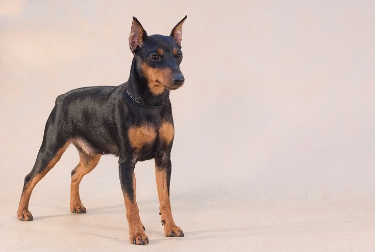 Black Mini Pinscher