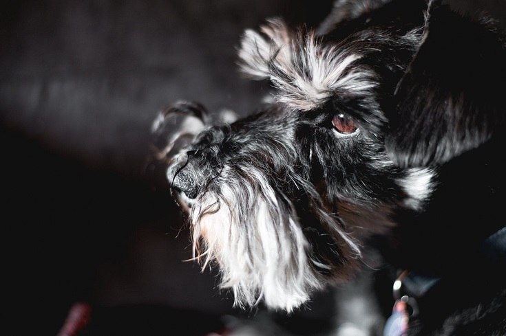 Black Miniature Schnauzer face
