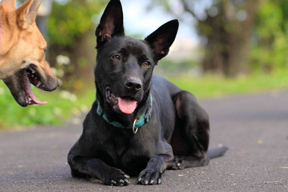 black taiwan dog puppy