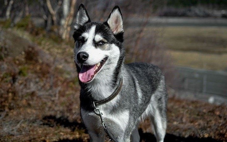 Black and gray husky