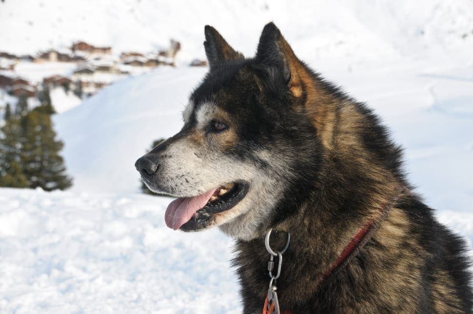 Black and grey utonagan