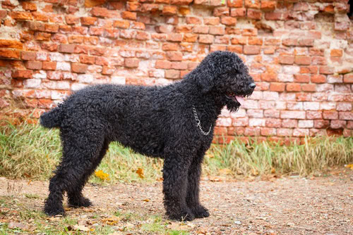 black russian terrier