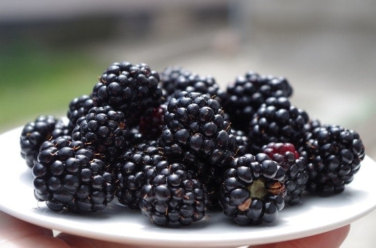 blackberries on a plate