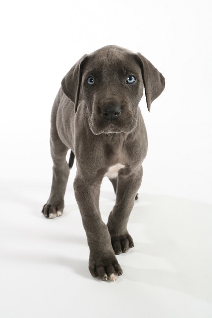 Blue Great Dane puppy_David Huntley Creative