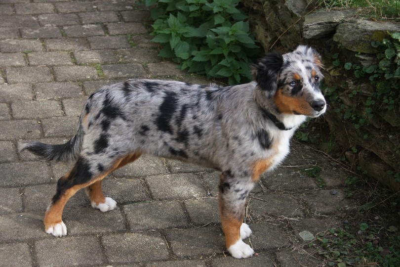 Blue Merle Australian Shepherd dog outdoors
