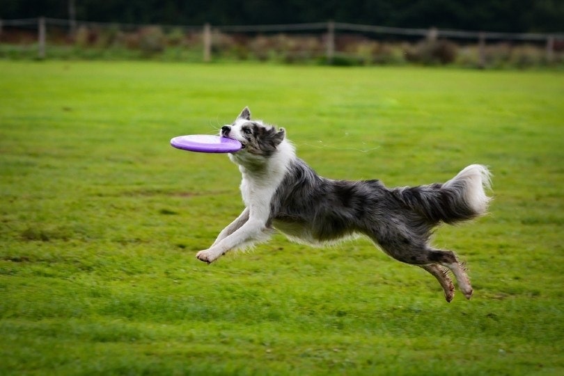Blue merle Border collie catching frisbee