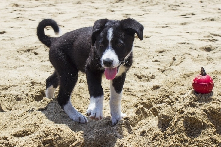 Border Collie Great Dane Mix puppy
